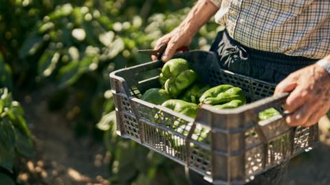 Llun dyn yn dal bocs llawn llysiau