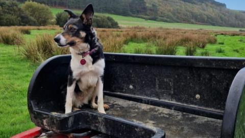 A sheep dog sitting on the back of a quad bike seat, with greenery and hills in the background