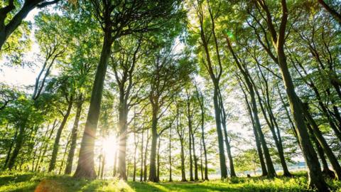 Trees with sunllight bursting through in South Downs National Park