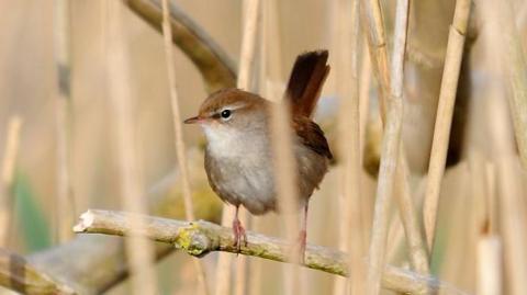A Cetti's warbler bird is sat on a branch with a blurred background of long grass.