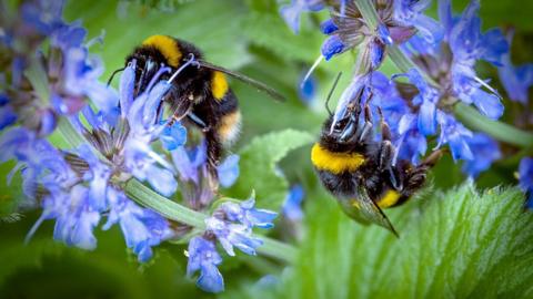 bumblebees