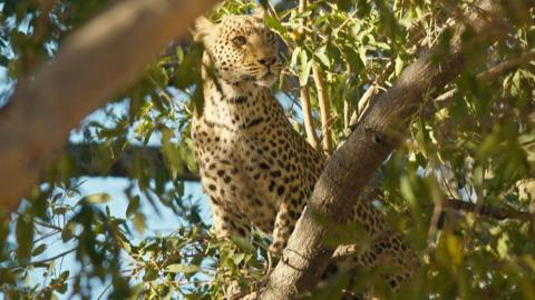 A leopard is pictured in the trees, standing on a branch surrounded by green leaves.