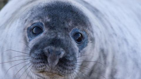 A seal looking directly into the camera. It is grey and has black eyes with a black nose and black whiskers. 