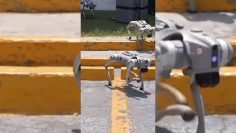 Grey dog-like robots stepping off a yellow kerb.