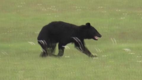 Bear runs in the grass 