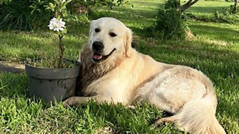 Golden retriever lies down next to a plant in a pot