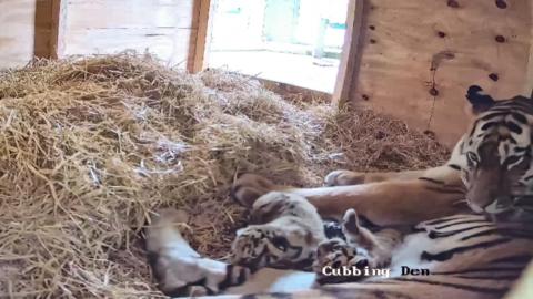 Two tiger cubs with their mother.