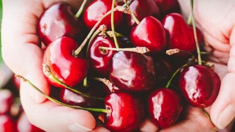 Two hands holding a bunch of cherries 