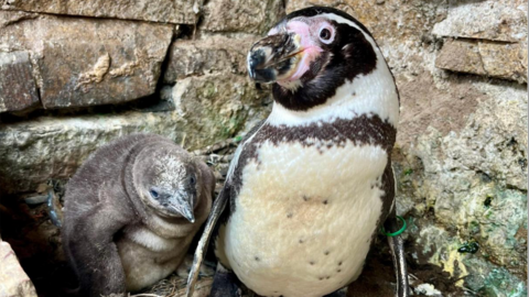 Adult and baby Humboldt penguin seen in enclosure