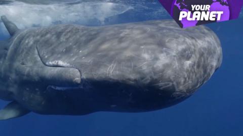 A whale swimming underwater with the Your Planet logo in the upper right hand corner.