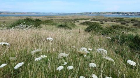 A green, grassy field with white flowers and clusters of bushes. A river can be seen in the far background.
