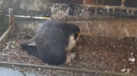 An adult peregrine falcon sitting on top of four chicks that have recently hatched.