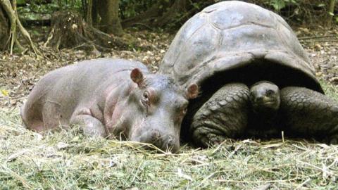 A baby hippo lays beside a large tortoise on the grass covered ground