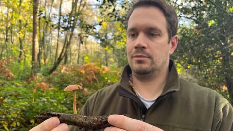 Ashdown Forest countryside manager Ash Walmsley holding up a twig with a mushroom growing on it, in Ashdown Forest.