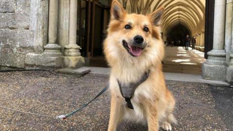 A dog outside Salisbury Cathedral