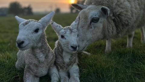Two lambs and a sheep laying outside on a grassy lawn. 
