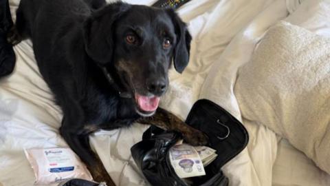 Police dog Chip lying on a bed with his tongue out. He has black fur and looks similar to a labrador. Under his left paw is a bag containing the money.