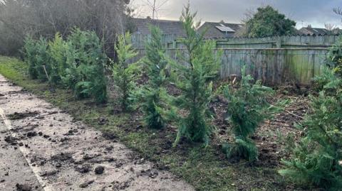 A row of recently re-planted conifer trees with spades in the ground next to them. Loose dirt is covering the cycle path next to the trees.