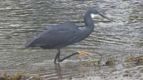 A grey-blue bird with a large beak walking in brown water. One of its feet is orange and out the water.