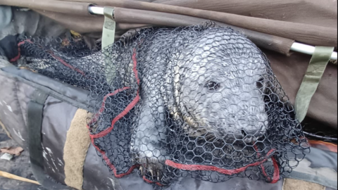 A grey seal enclosed in a black net while lying in a large brown plastic holdall-type fisherman's bag 