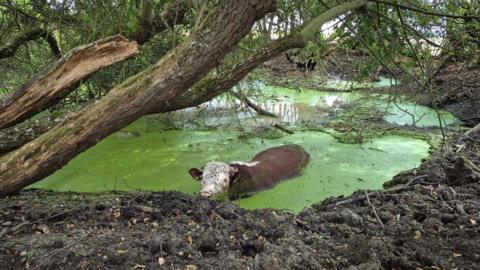 A bull seen stuck in water. There are trees above it.