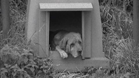 Winston the labrador looking sadly out of his kennel.