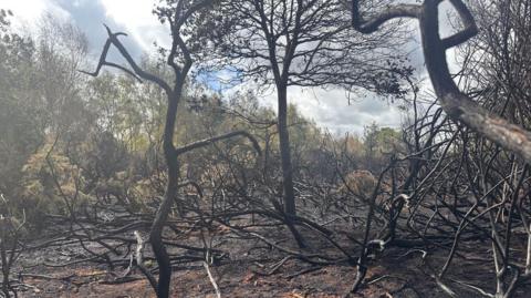Burned trees, grass and shrubs in the aftermath of the fire.