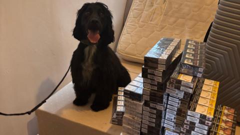 A black dog, with his tongue out, with a lead, sitting by a large amount of cigarettes in boxes. A mattress is behind him. 