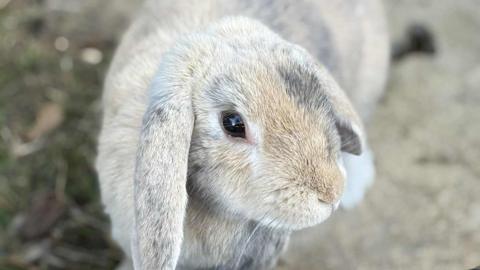 A close up of a light grey rabbit with tanned coloured markings. 