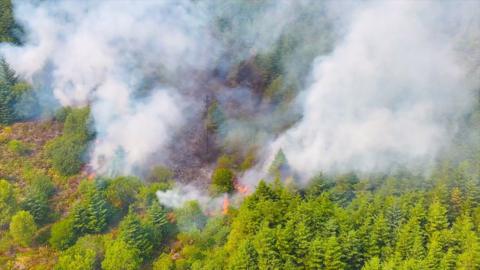 Wildfires can be seen burning through the tree line, at the bottom of the image there are luscious bright green trees, but most of the forest has burned down, there is also massive clouds of smoke.