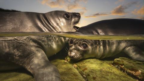 Two elephant seal pups rest on a rock half submerged in the water during sunset. They're nuzzled together and one looks at the camera with big eyes. The photo has been taken half above the water's surface and half below it.
