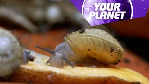 A snail and the Your Planet logo