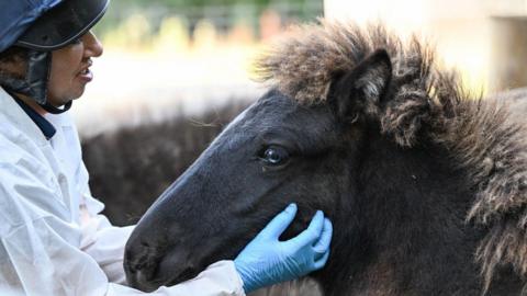 A person in a white jacket and blue gloves with a black helmet on. To the right of the person is a dark brown Icelandic colt with a light brown mane and blue eyes.