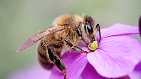 A bee pollinating a flower