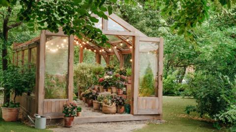 A wooden greenhouse in a large plush garden, with lots of flowers and plants inside. There are fairy lights inside too.