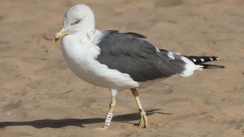 A seagull standing on a beach with a ring round his foot.