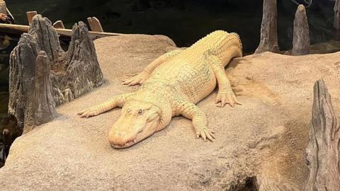 Claude, a white alligator, laying on a rock above water in his enclosure