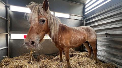 A brown and white Shetland pony standing in a trailer with hay on the floor.