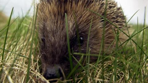 Close up of a hedgehog as it moves through grass