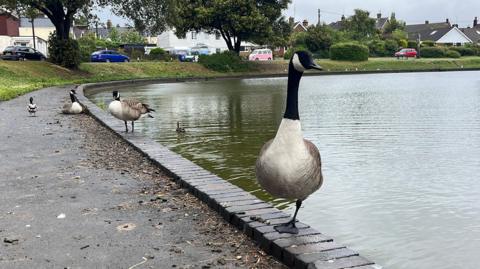 A goose stood on a brick wall which borders the perimeter of a circular pond. Other birds can be seen behind it and behind the pond is a row of houses.
