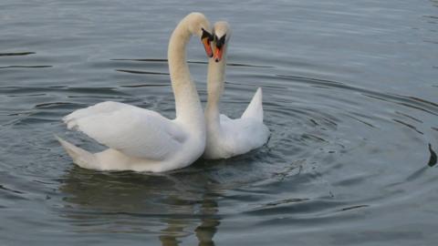 Swans Bonnie and Ash put their heads together forming a heart as they swim in a lake.