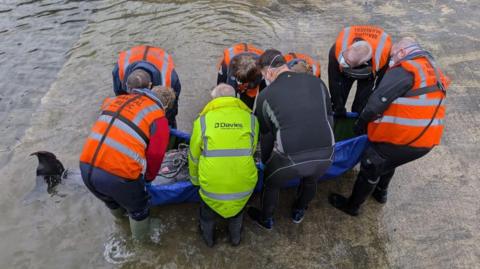 Eight people, most of them wearing face masks and some in wetsuits, stand around the body of a deceased whale that they are trying to lift out of the water.