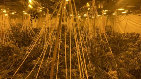 The inside of a room that is filled with cannabis plants, multiple ceiling lights and office fans on the wall