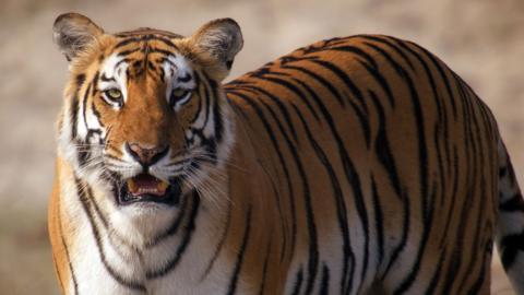 A tiger