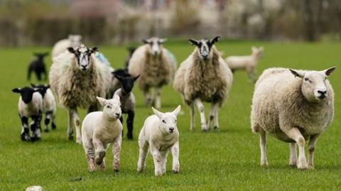 A mixture of sheep and lambs running through a grassy field, the background is blurred. 