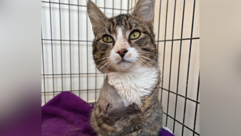 Simba the cat is sitting on a purple blanket in a cage. His front right leg has been amputated. He is looking up.