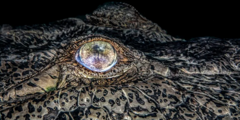 Close up of a crocodile eye