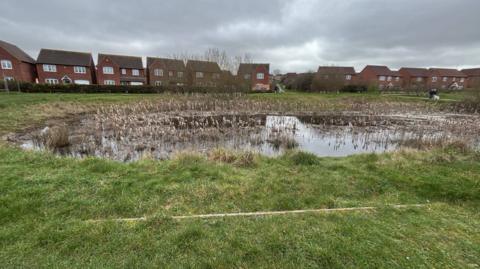 A wildlife pond with reeds around the edges and surrounded by grassland. There is a fence and a row of red-brick detached houses in the background.