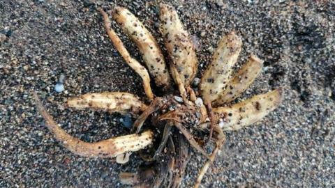 Hemlock water dropwort roots, also known as "dead man's fingers". It is a brown/cream-coloured plant attached by a brown root. It looks similar to a parsnip vegetable.