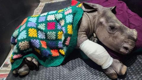 Hercules the baby rhino. He is lying down on a matt, with a colourful knitted blanket draped over him. He has a small horn on the end of his nose. His front, right leg is wrapped in a white bandage.